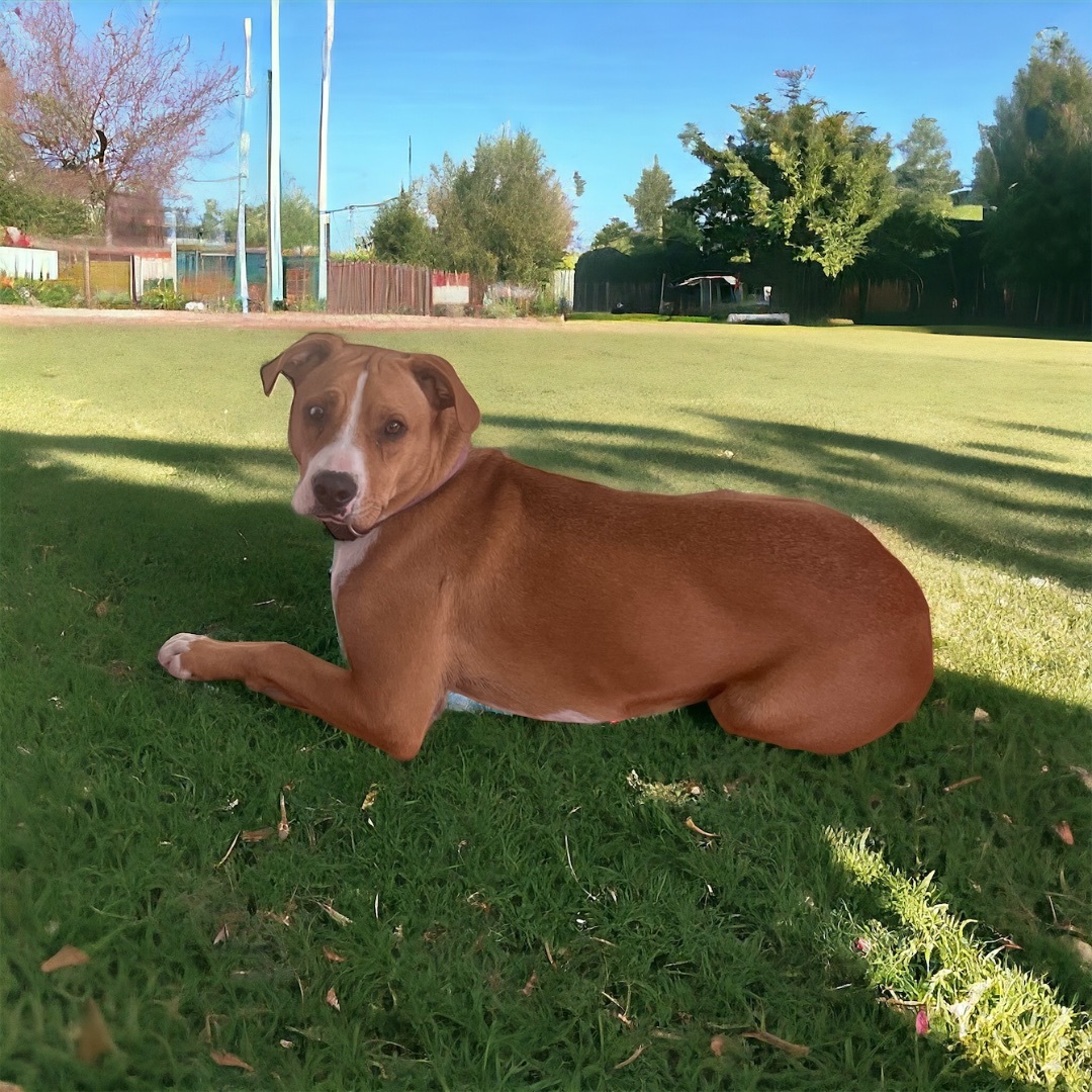 Enlarge Mila, a Adopted mixed breed in Cypress, TX image 2/5