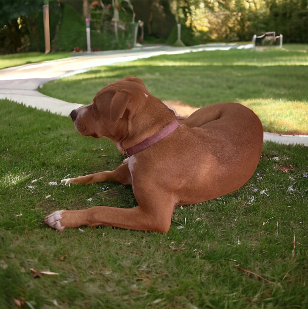 Enlarge Mila, a Adopted mixed breed in Cypress, TX image 3/5