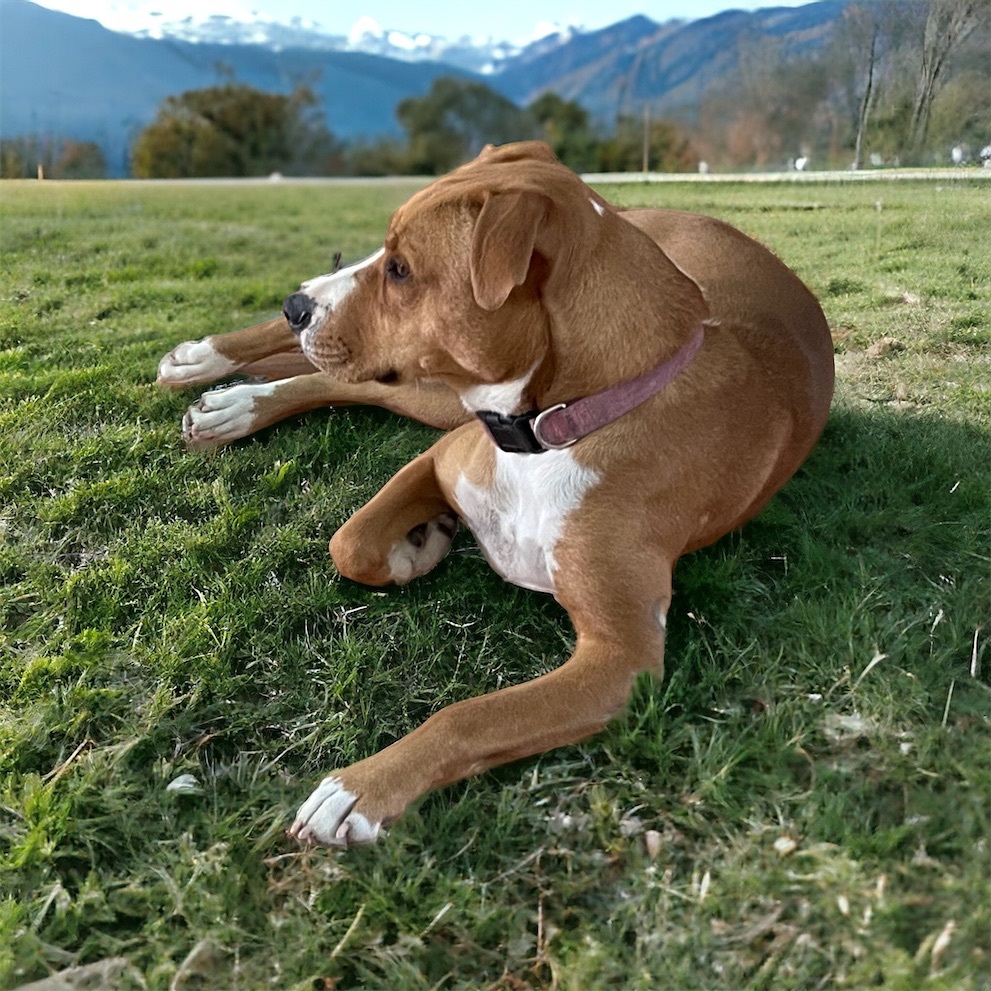 Enlarge Mila, a Adopted mixed breed in Cypress, TX image 4/5