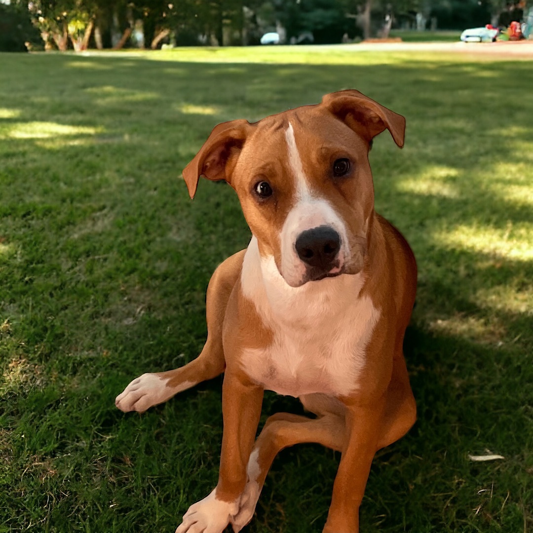 Enlarge Mila, a Adopted mixed breed in Cypress, TX image 5/5