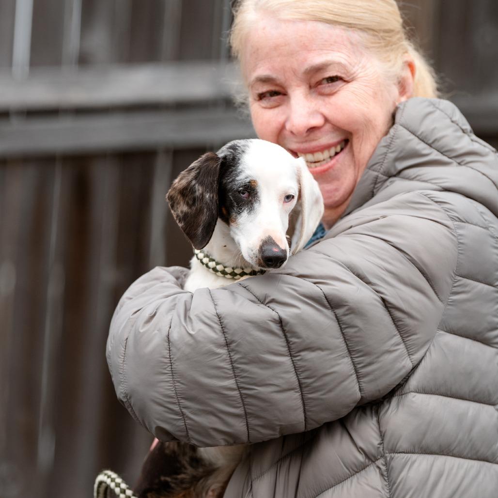 Enlarge Helena, an adopted Dachshund in Chester Springs, PA image 6/6