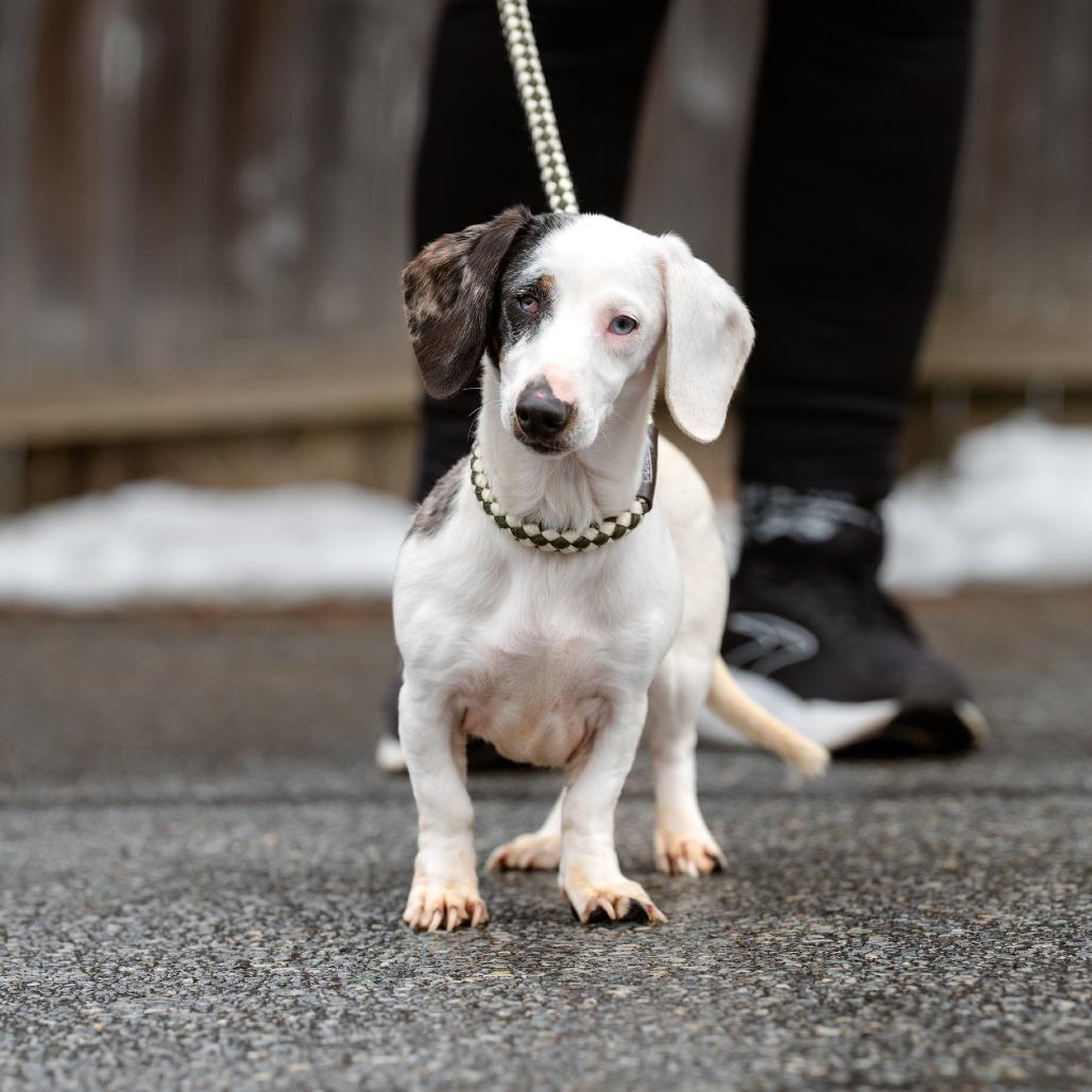 Helena, adopted, Adult Female Dachshund.
