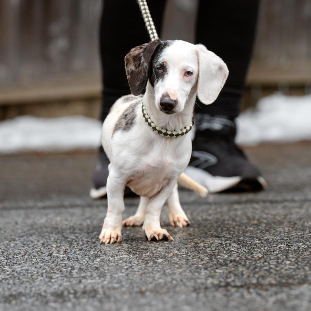 Enlarge Helena, an adopted Dachshund in Chester Springs, PA image 5/6