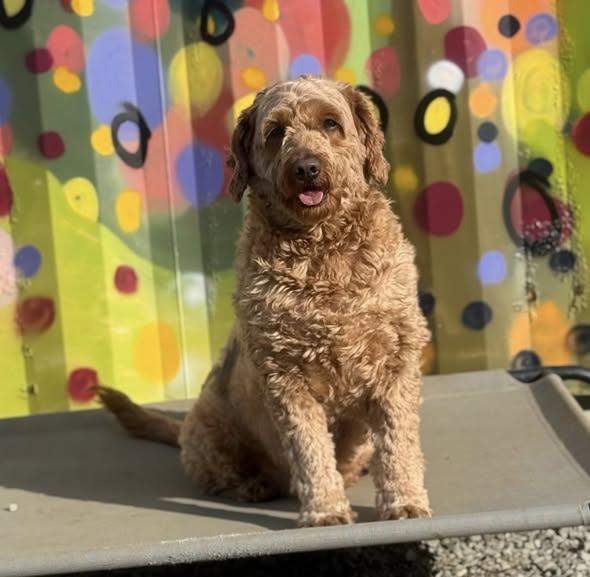 Enlarge Josie, an adopted Goldendoodle in New Stanton, PA image 3/3