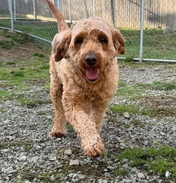 Enlarge Josie, an adopted Goldendoodle in New Stanton, PA image 2/3