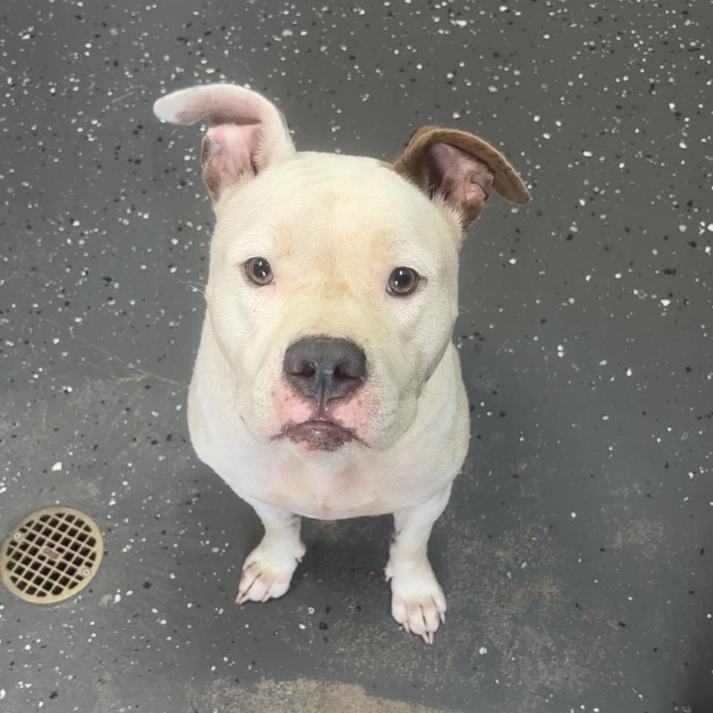 Sir Bob *AVAILABLE IN FOSTER*, Adoptable, Adult Male Mixed Breed.