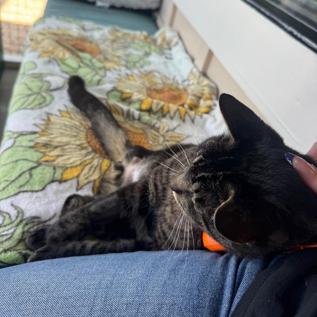 Enlarge Smokey, a Adoptable Domestic Short Hair in Buellton, CA image 1/6