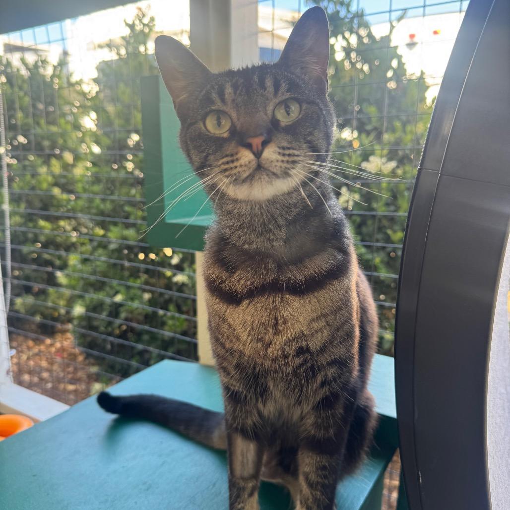 Enlarge Smokey, a Adoptable Domestic Short Hair in Buellton, CA image 3/6