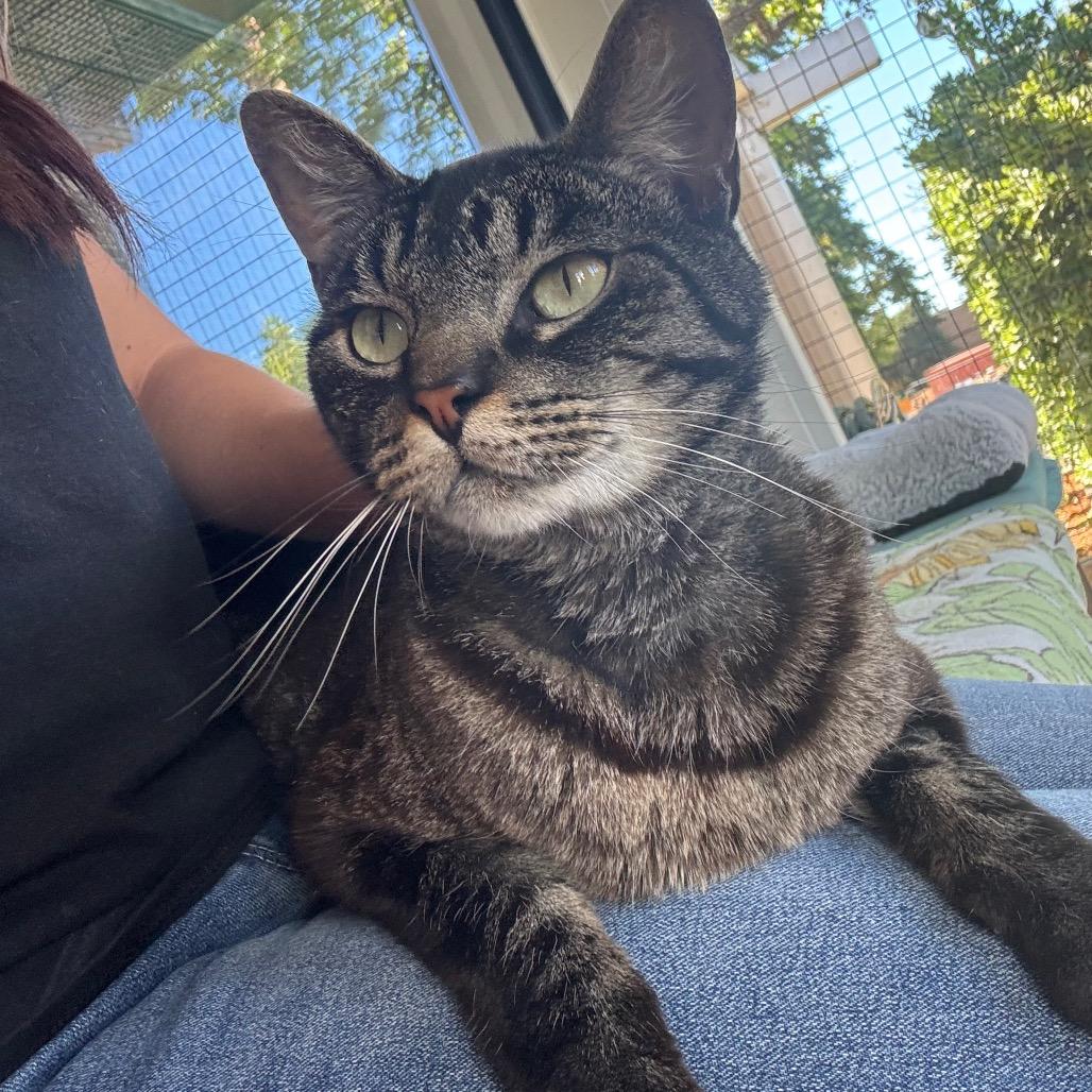Enlarge Smokey, a Adoptable Domestic Short Hair in Buellton, CA image 4/6