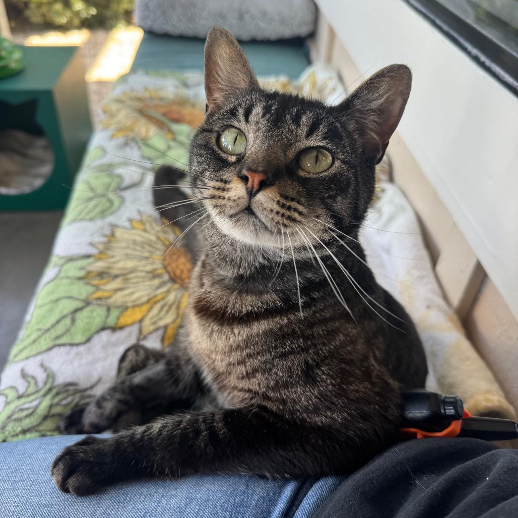 Enlarge Smokey, a Adoptable Domestic Short Hair in Buellton, CA image 5/6