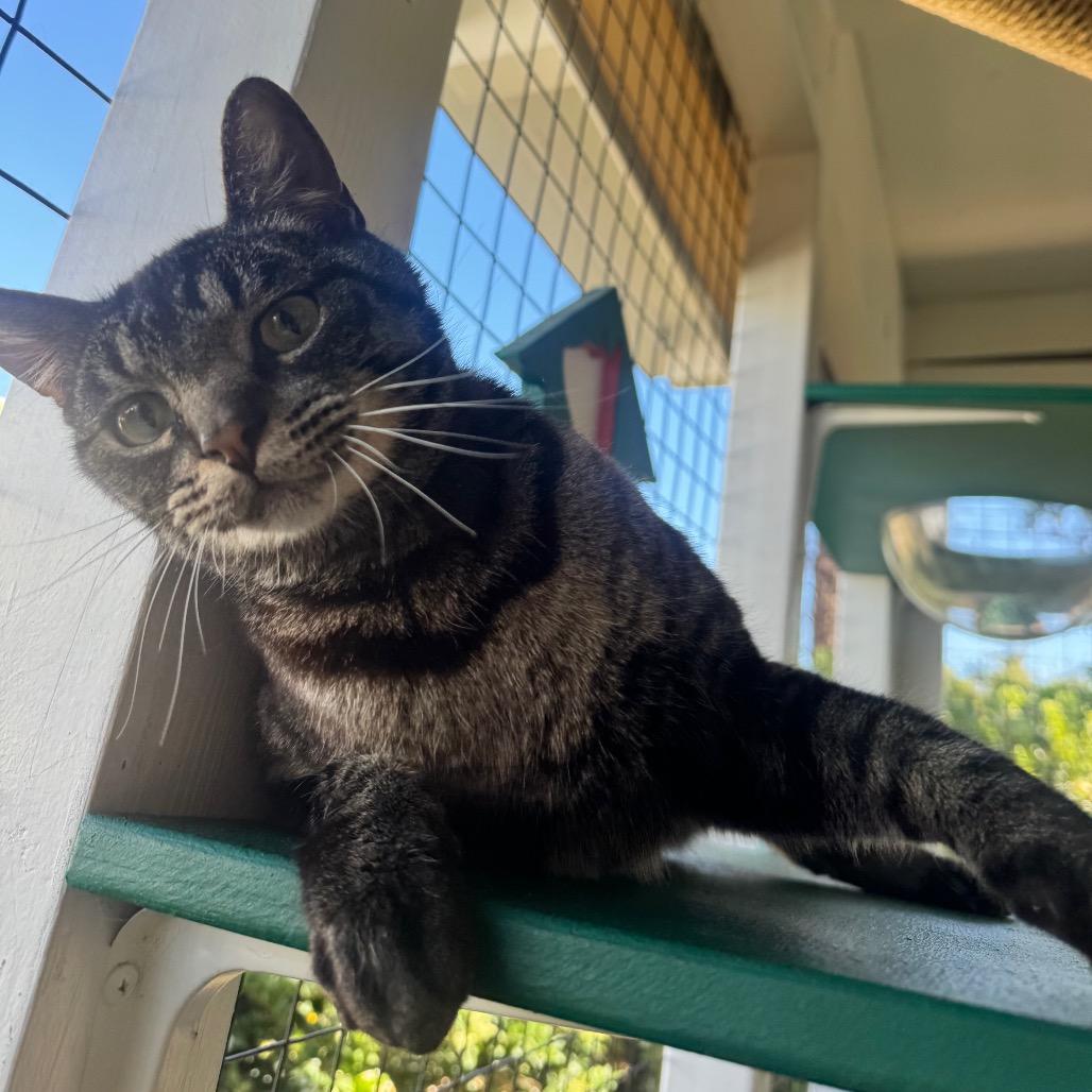 Enlarge Smokey, a Adoptable Domestic Short Hair in Buellton, CA image 6/6