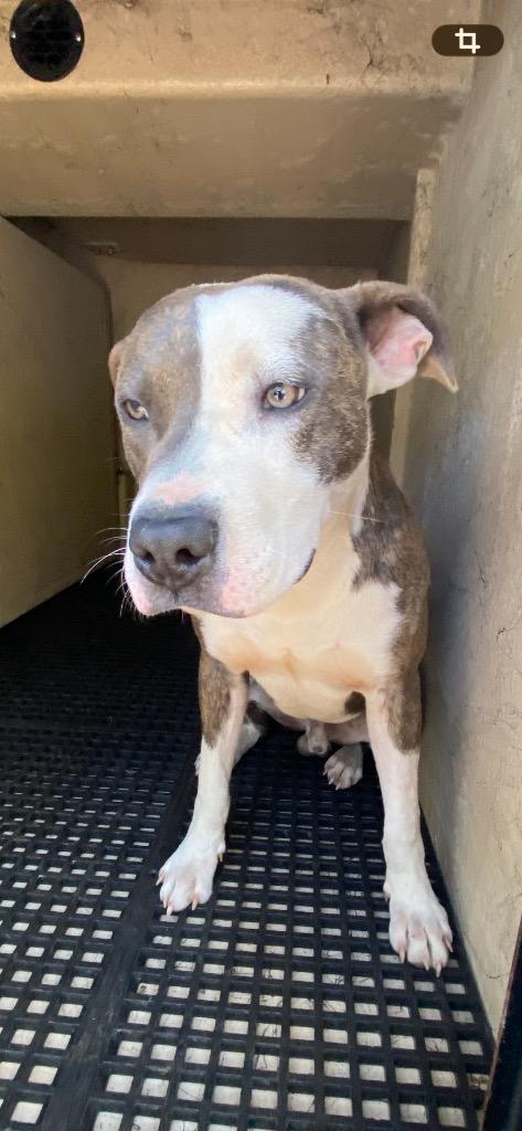 Enlarge Jay Jay, a Adoptable mixed breed in Cartersville , GA image 1/1