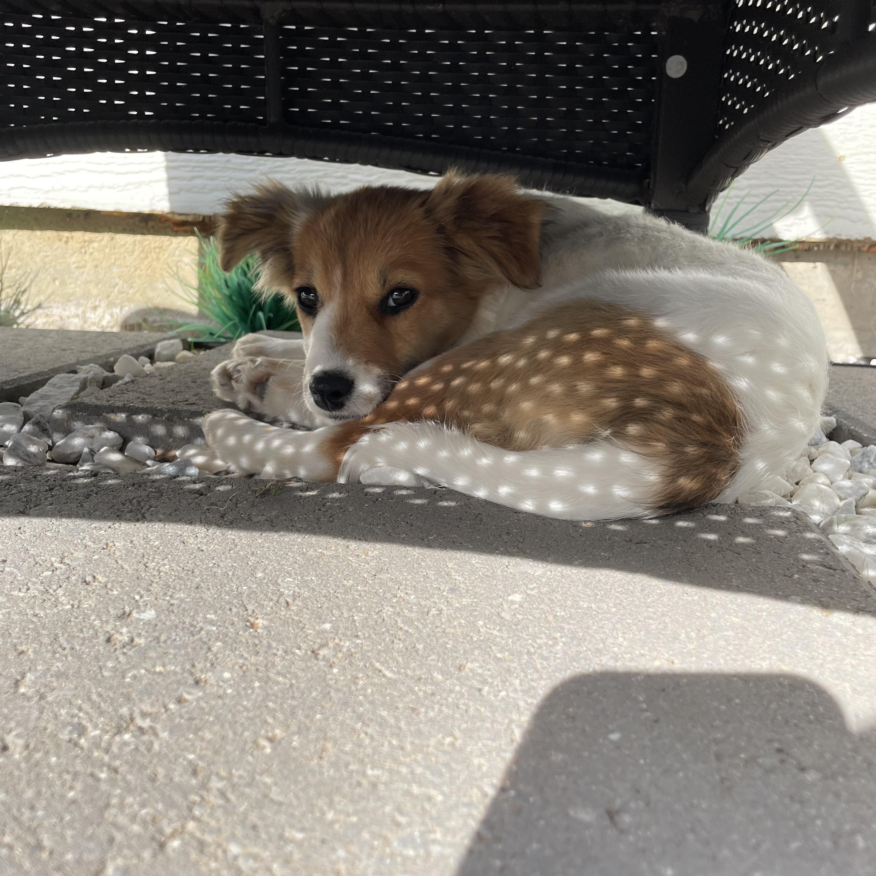 Stevie, an adopted mixed breed in Cross Roads, TX image 6/6
