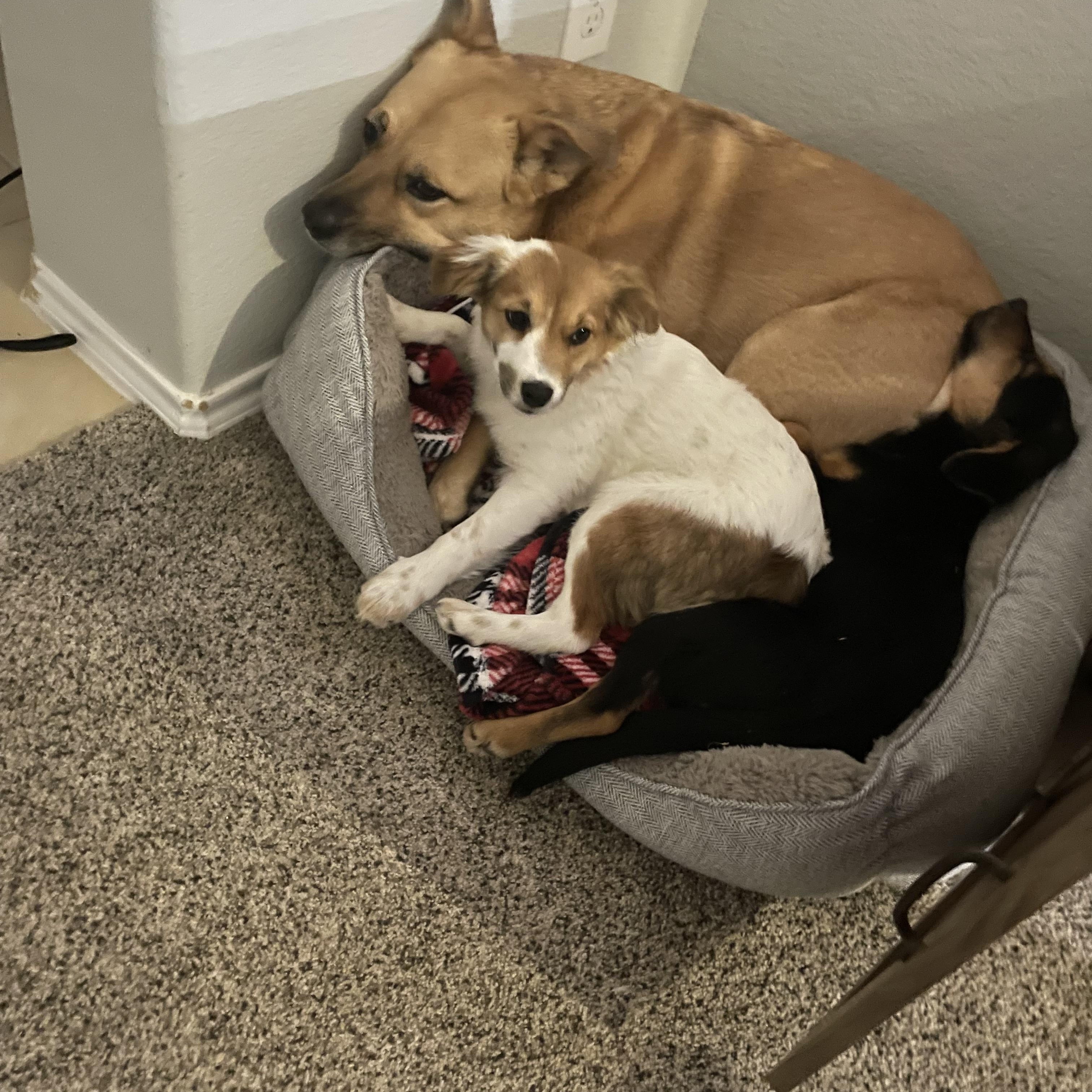 Stevie, an adopted mixed breed in Cross Roads, TX image 5/6