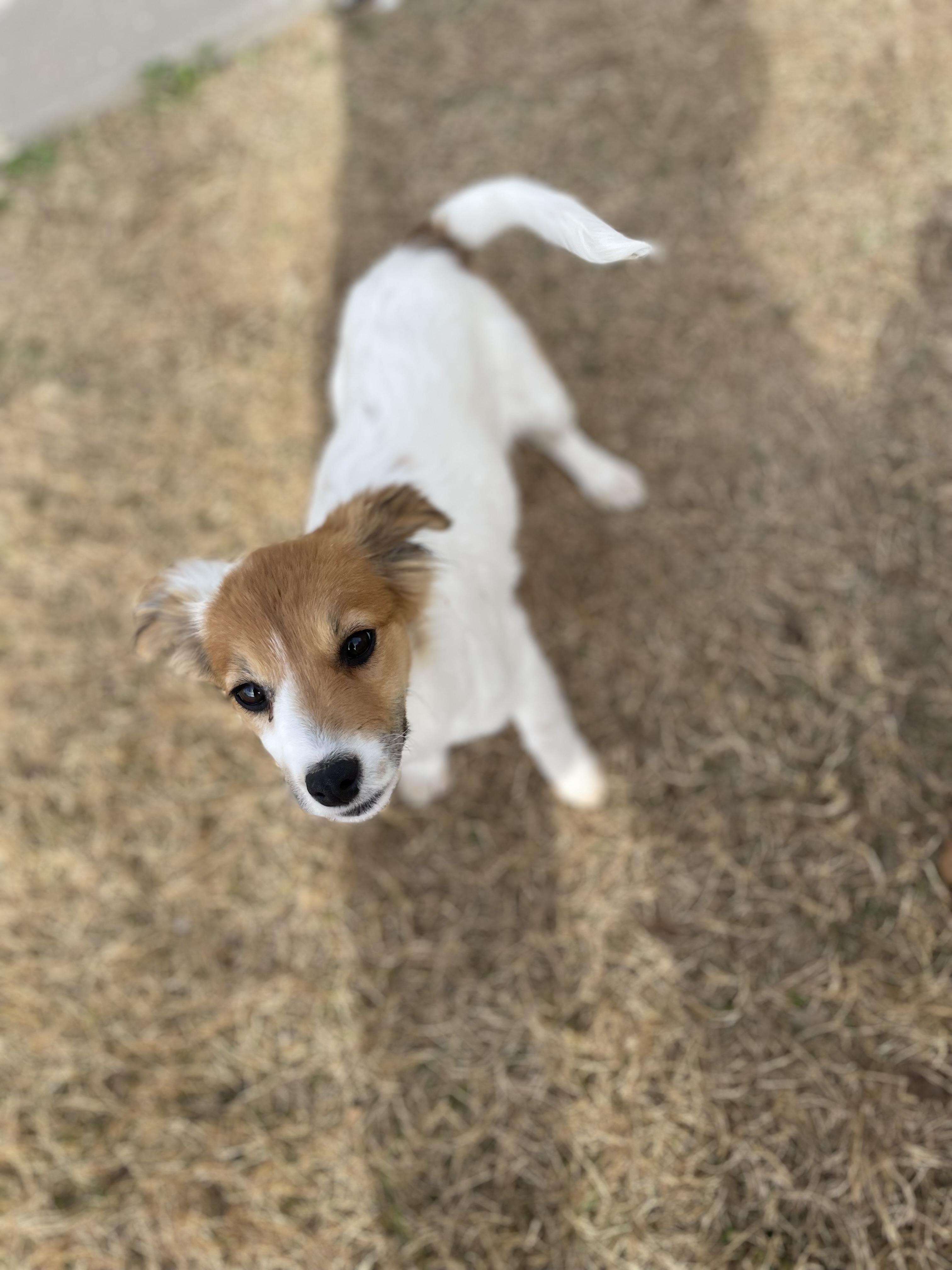 Stevie, an adopted mixed breed in Cross Roads, TX image 4/6