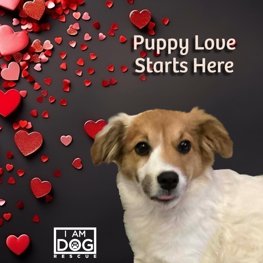 Stevie, an adopted mixed breed in Cross Roads, TX image 1/6