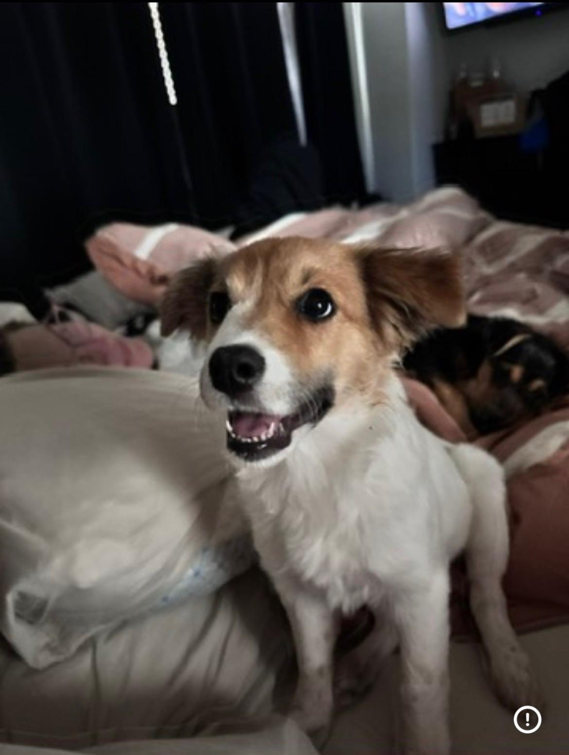 Stevie, an adopted mixed breed in Cross Roads, TX image 2/6