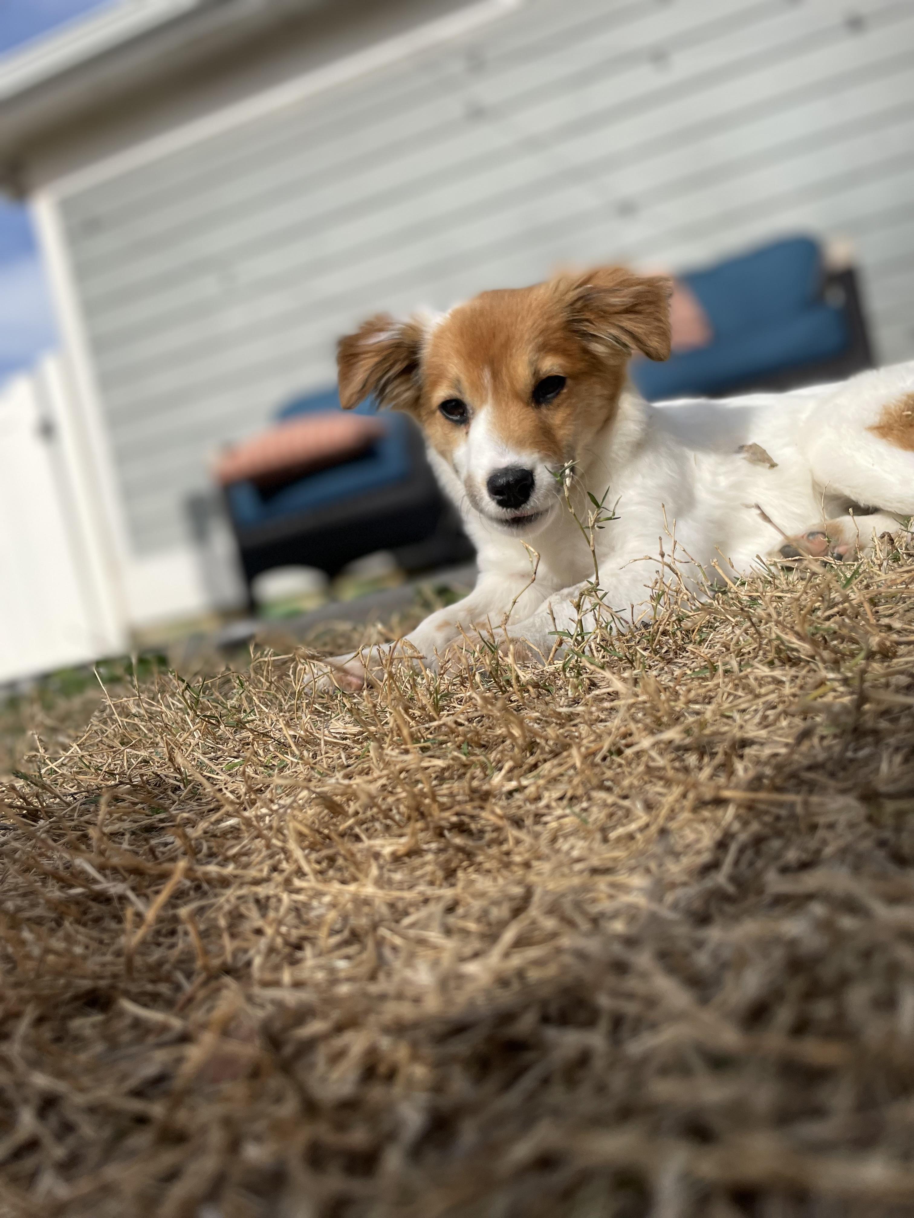 Stevie, an adopted mixed breed in Cross Roads, TX image 3/6