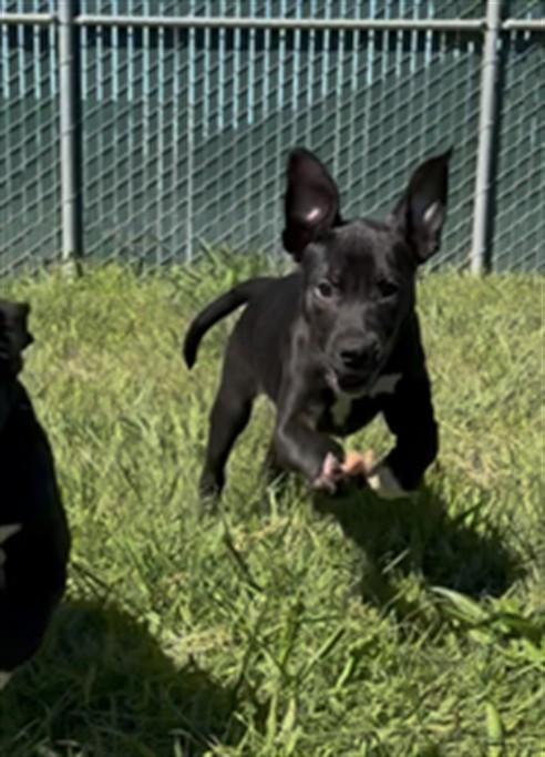 PICKLE, Adoptable, Adult Female Labrador Retriever.