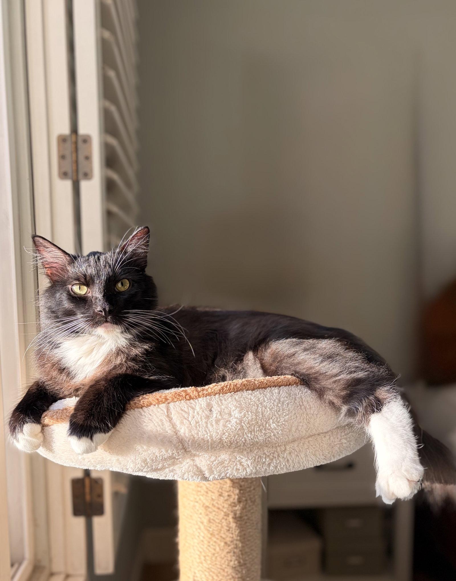Pizooki photo