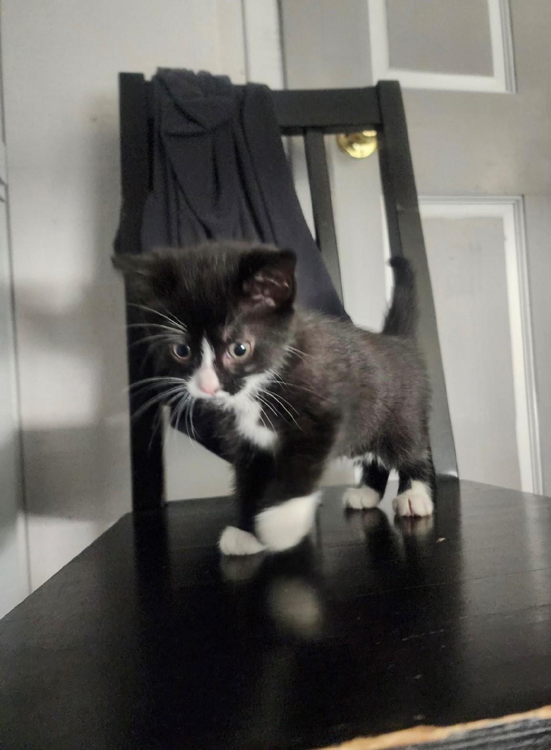 Oreo, Adoptable, Kitten Female Domestic Short Hair.