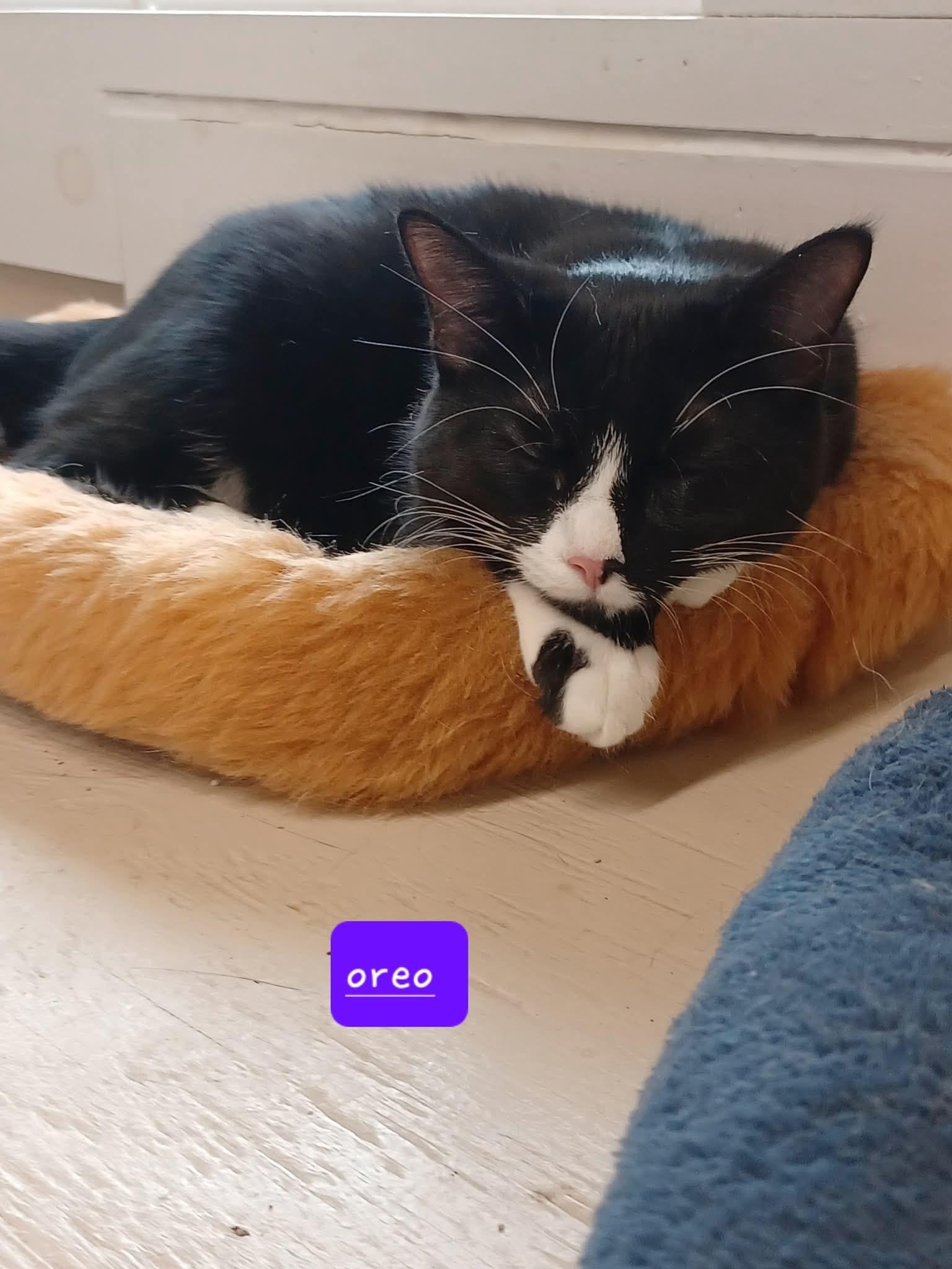 Oreo, Adoptable, Kitten Female Domestic Short Hair.