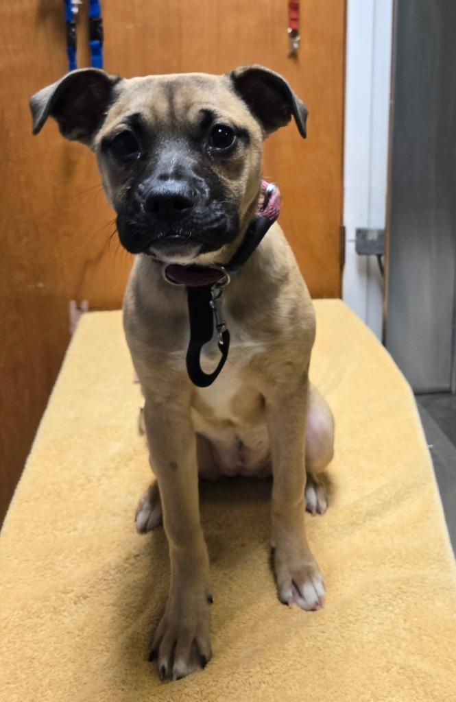 Julia, Adoptable, Puppy Female Boxer.