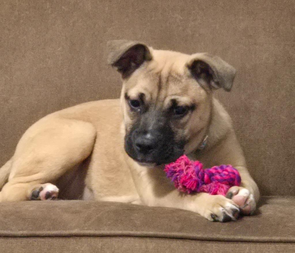 Julia, a Adoptable mixed breed in Sandusky, OH image 2/2