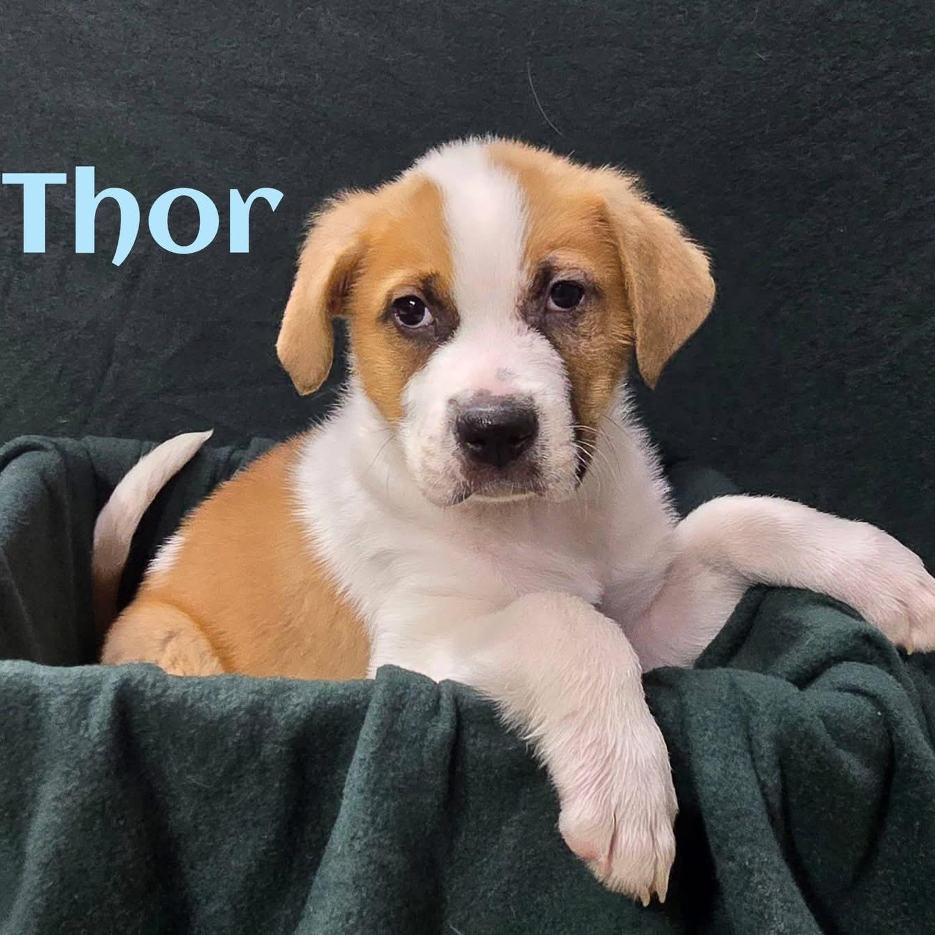 Thor, adopted, Puppy Male Mixed Breed.