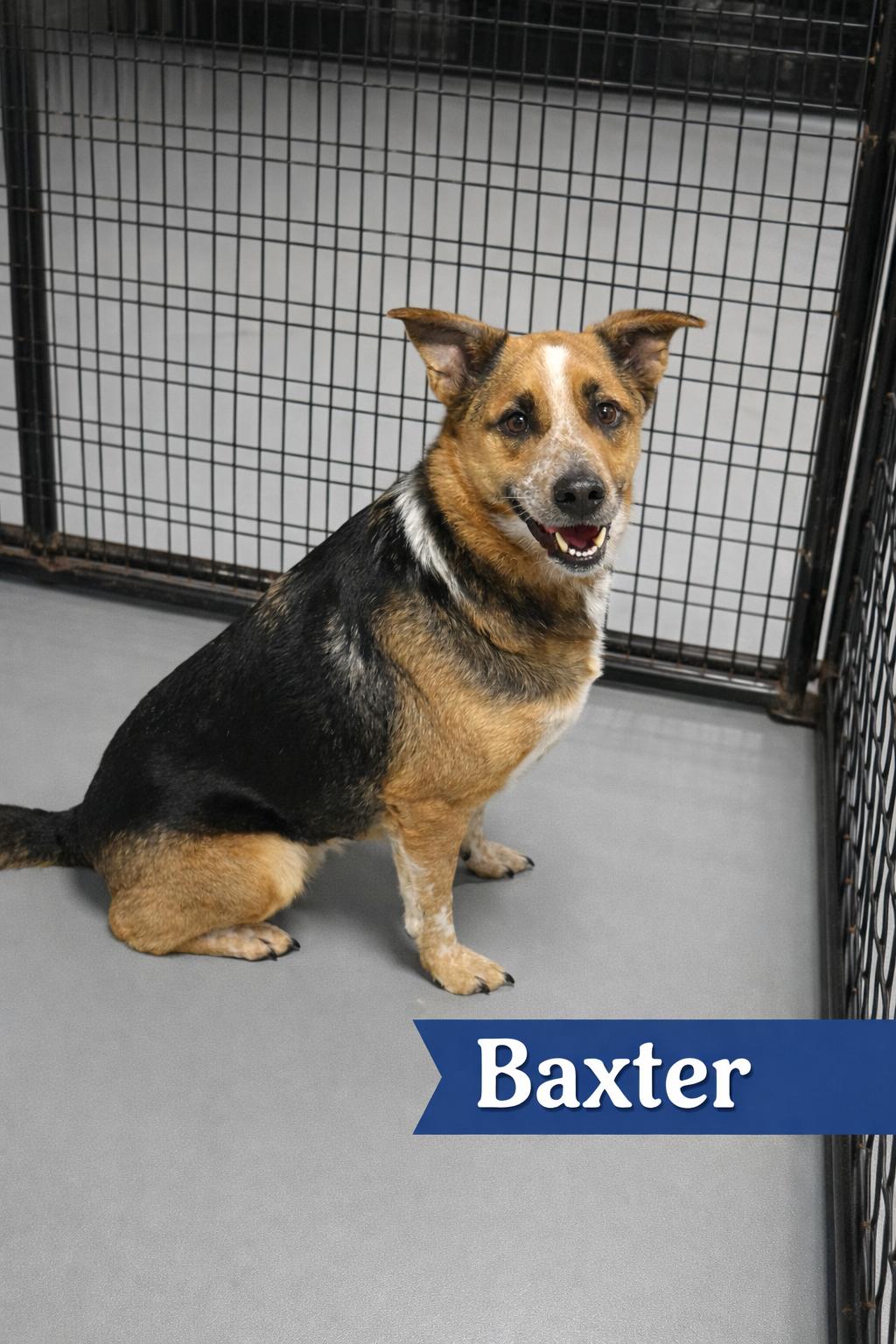 Enlarge Baxter, a ADOPTABLE mixed breed in Momence, IL image 1/1