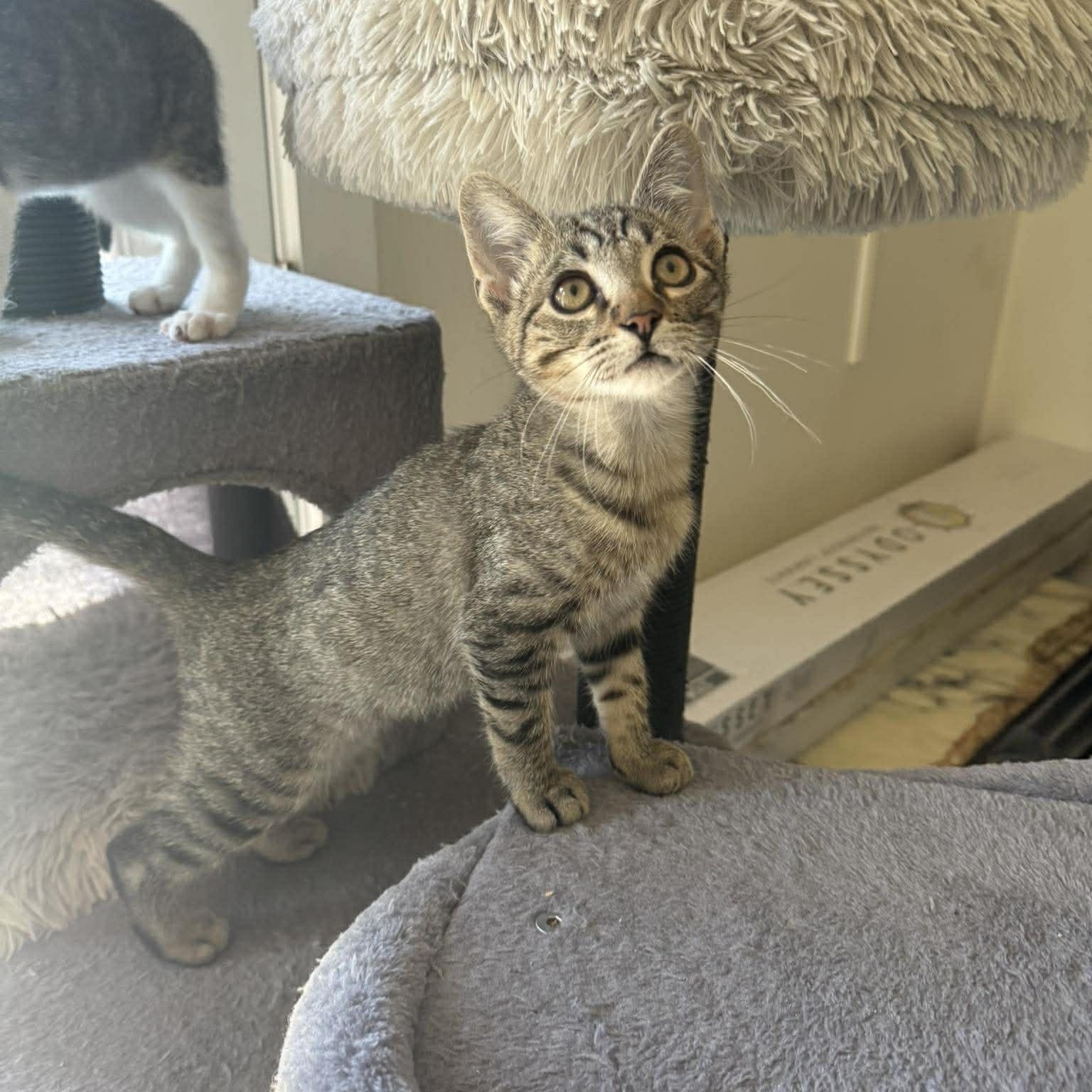 Nemo, adopted, Kitten Male American Shorthair.