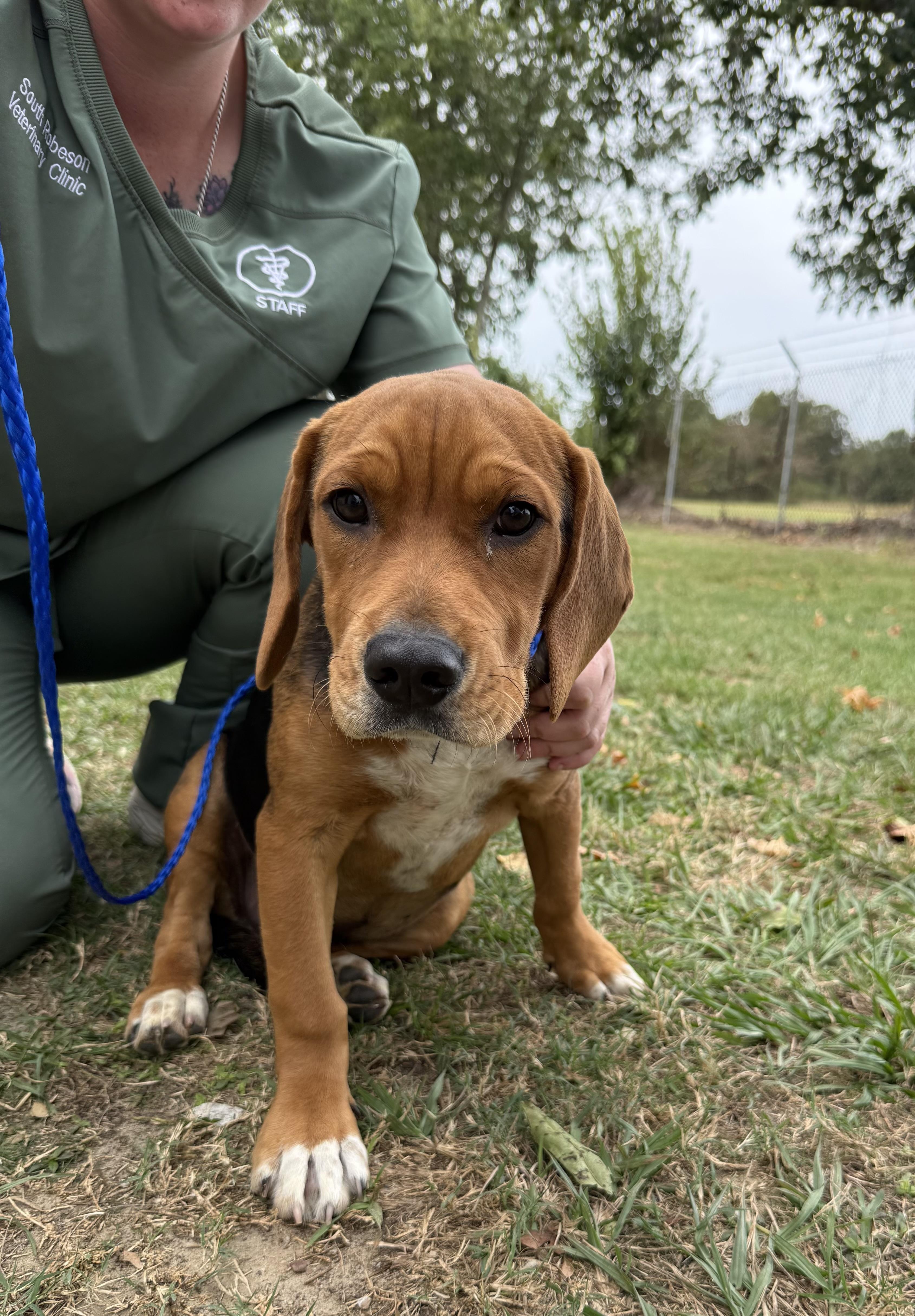 Meet Huck — The Gentle Beagle Mix Puppy with a Big Heart and Soft Soul, an adoptable Beagle in Houlton, ME, 04730 | Photo Image 1