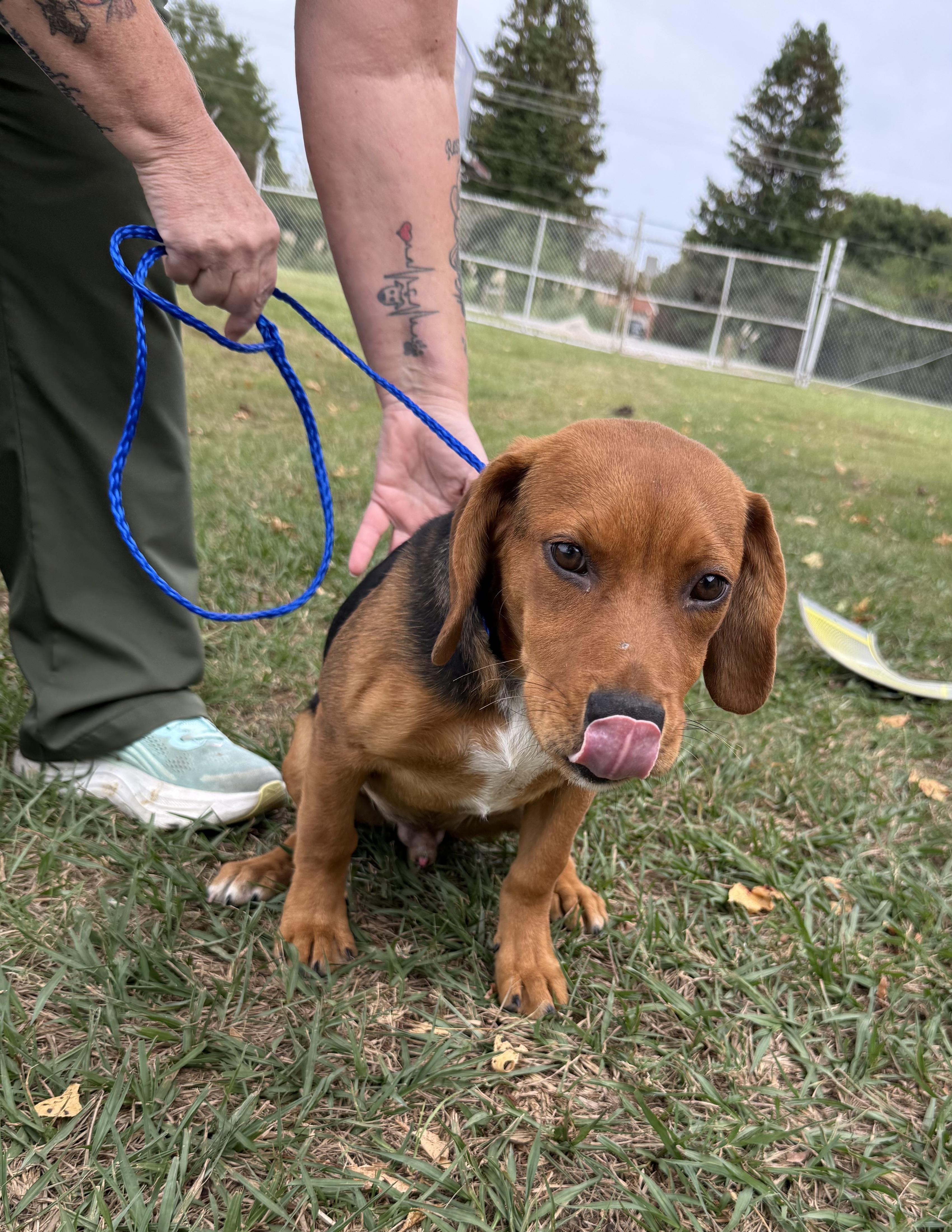 Meet Huck — The Gentle Beagle Mix Puppy with a Big Heart and Soft Soul, an adoptable Beagle in Houlton, ME, 04730 | Photo Image 3