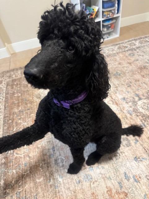 Prince Pierre, Adopted, Adult Male Poodle.