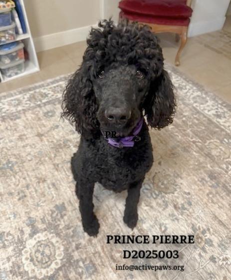 Enlarge Prince Pierre, a Adopted Poodle in CONROE, TX image 2/3