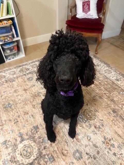 Enlarge Prince Pierre, a Adopted Poodle in CONROE, TX image 3/3