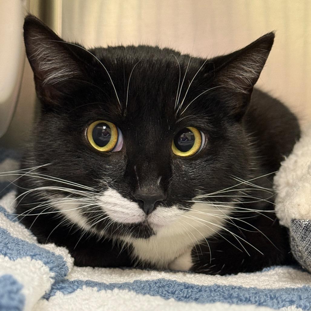 Enlarge "Phantom", a Adoptable Domestic Medium Hair in Perkiomenville, PA image 1/3