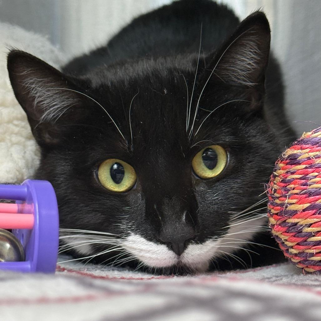 Enlarge "Phantom", a Adoptable Domestic Medium Hair in Perkiomenville, PA image 2/3