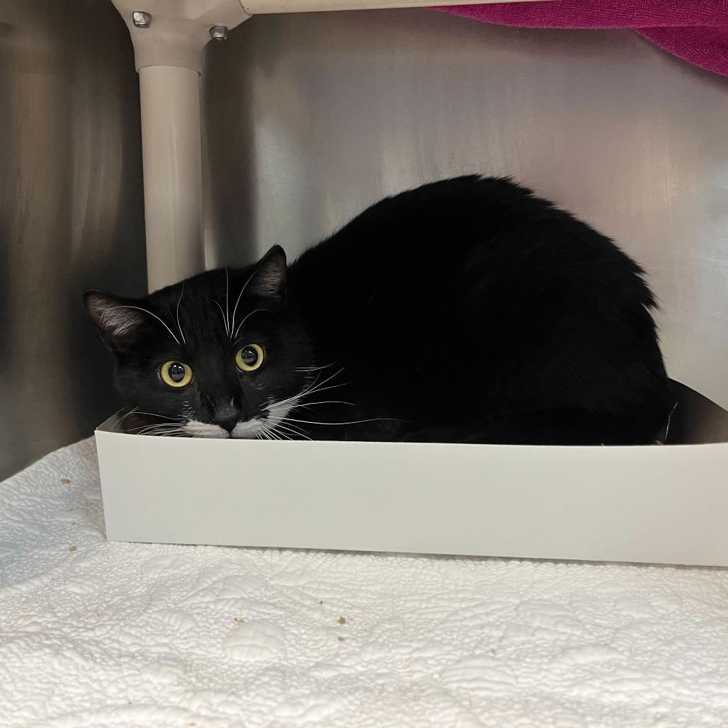 Enlarge "Phantom", a Adoptable Domestic Medium Hair in Perkiomenville, PA image 3/3