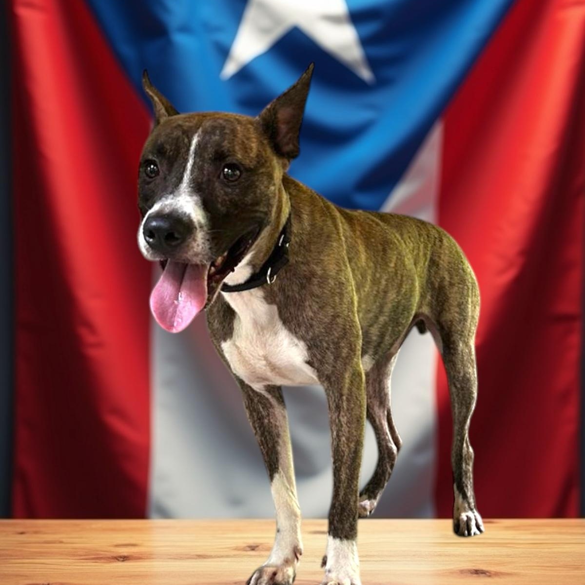 Enlarge Eugenio, a Adoptable mixed breed in RIDGEFIELD, CT image 1/4