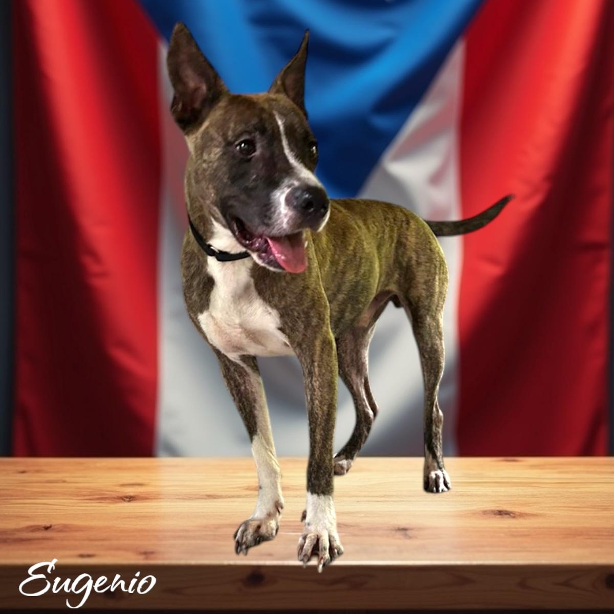 Enlarge Eugenio, a Adoptable mixed breed in RIDGEFIELD, CT image 3/4
