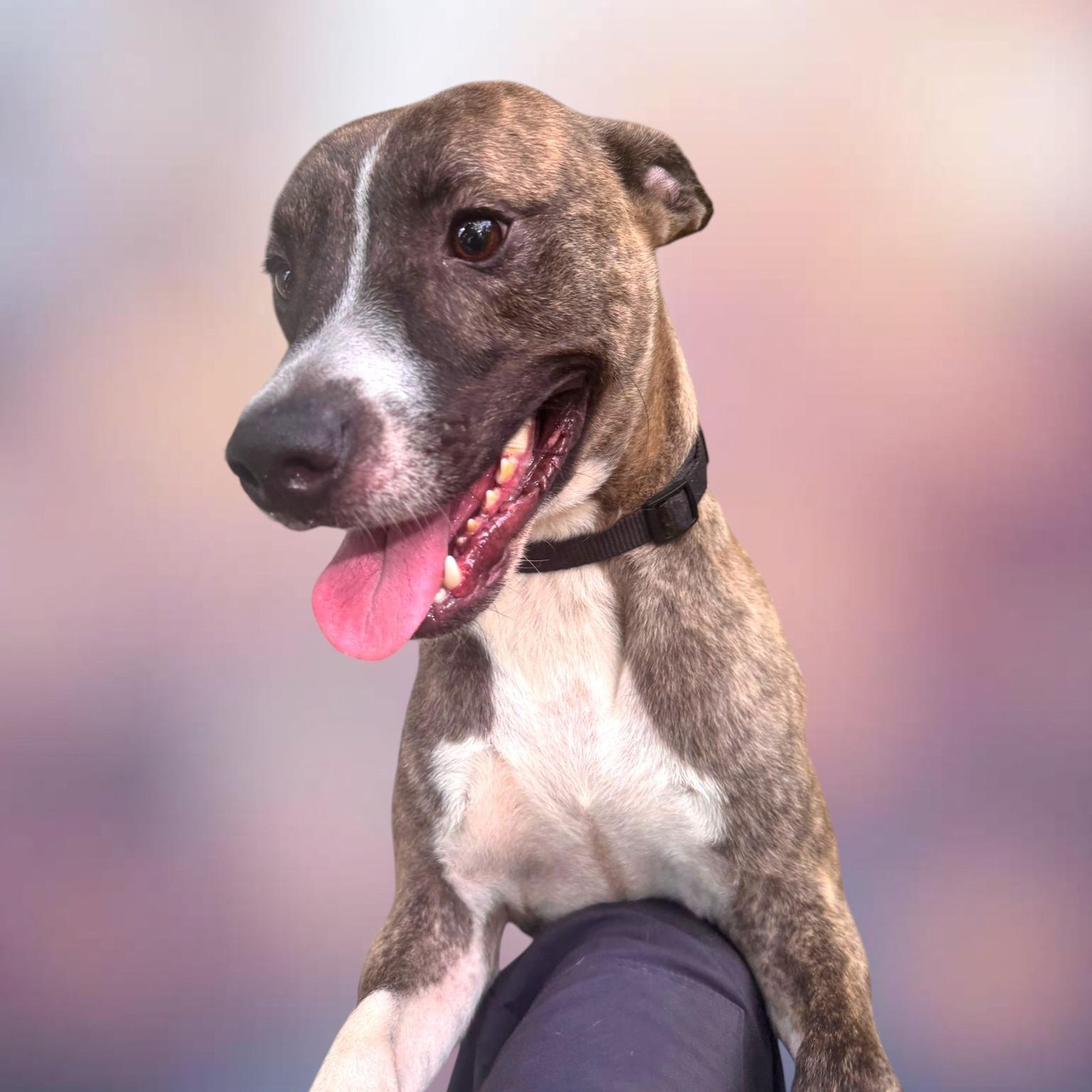 Enlarge Eugenio, a Adoptable mixed breed in RIDGEFIELD, CT image 2/4