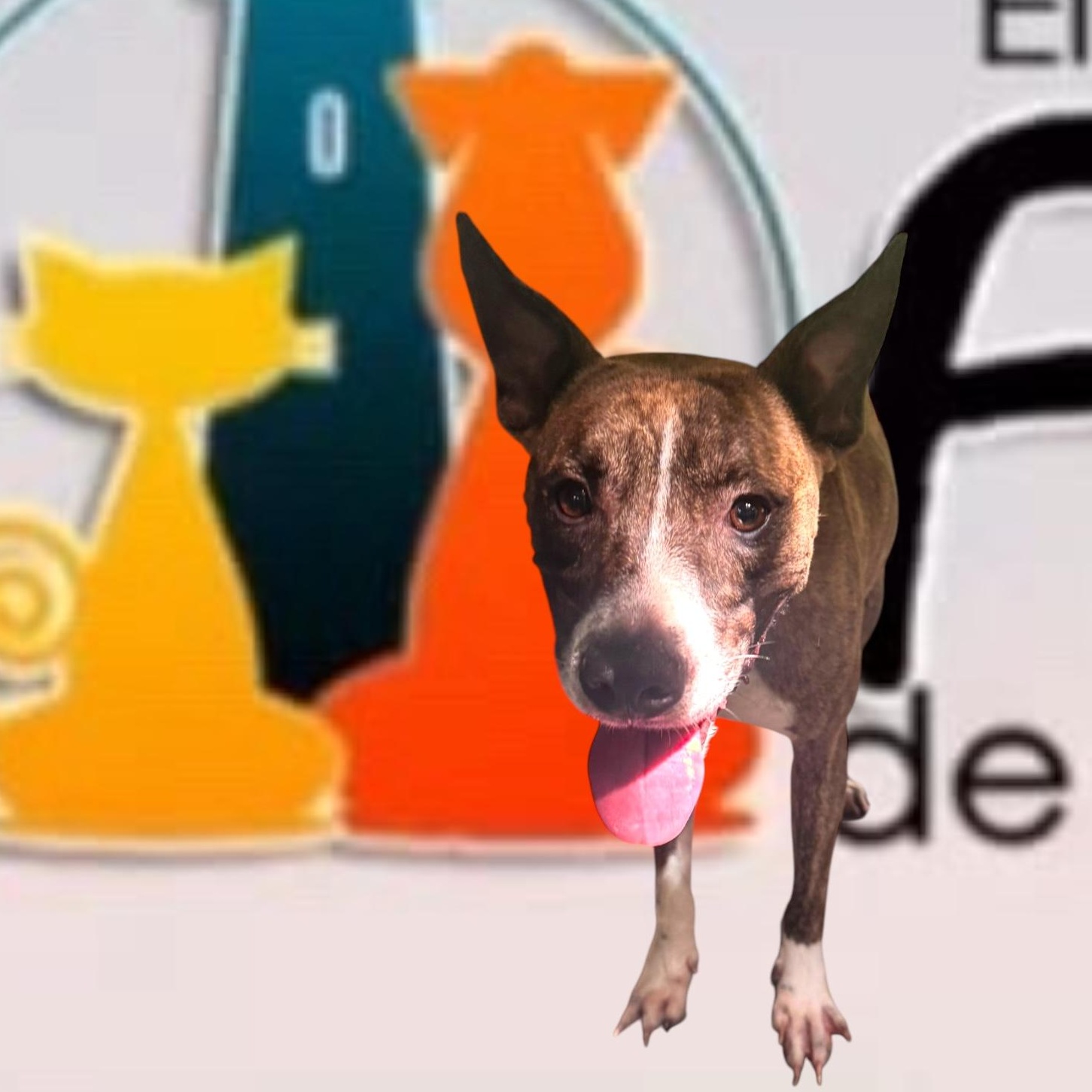 Enlarge Eugenio, a Adoptable mixed breed in RIDGEFIELD, CT image 4/4