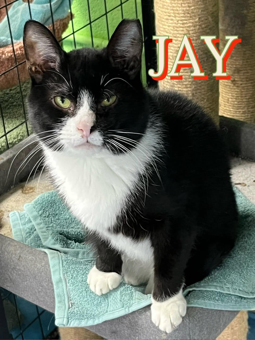 Jay