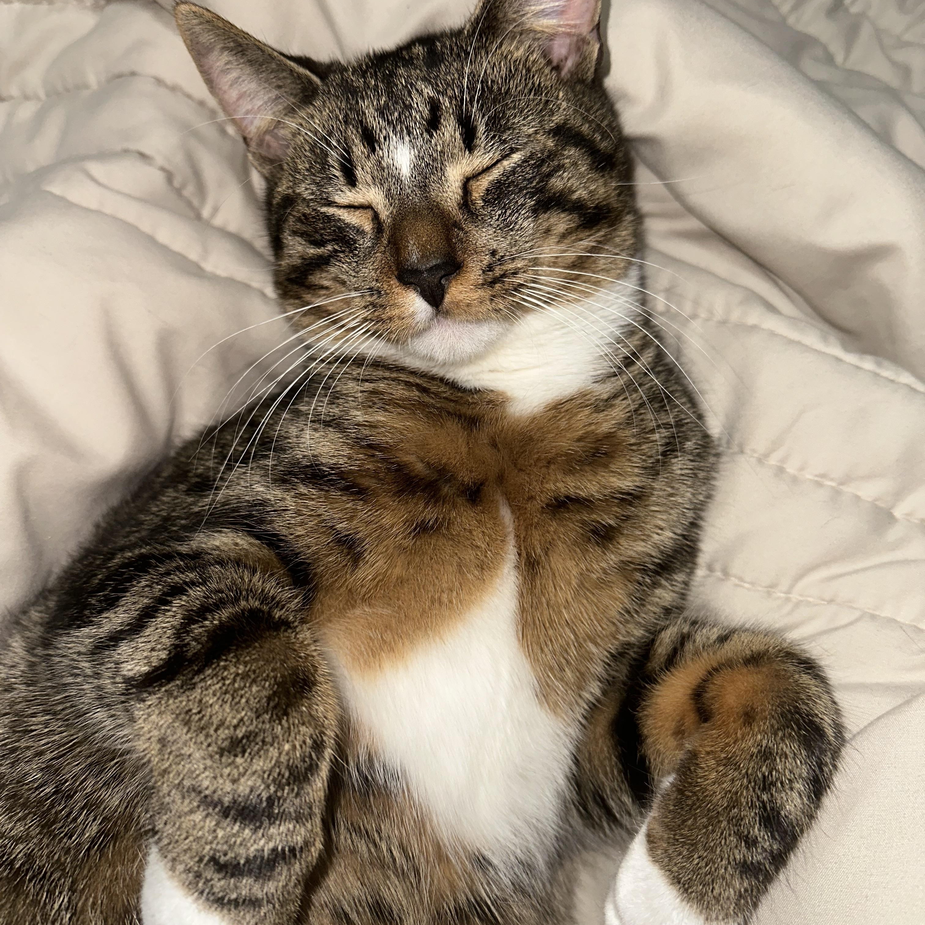 Saka, a ADOPTABLE Domestic Short Hair in Clifton, NJ image 1/5