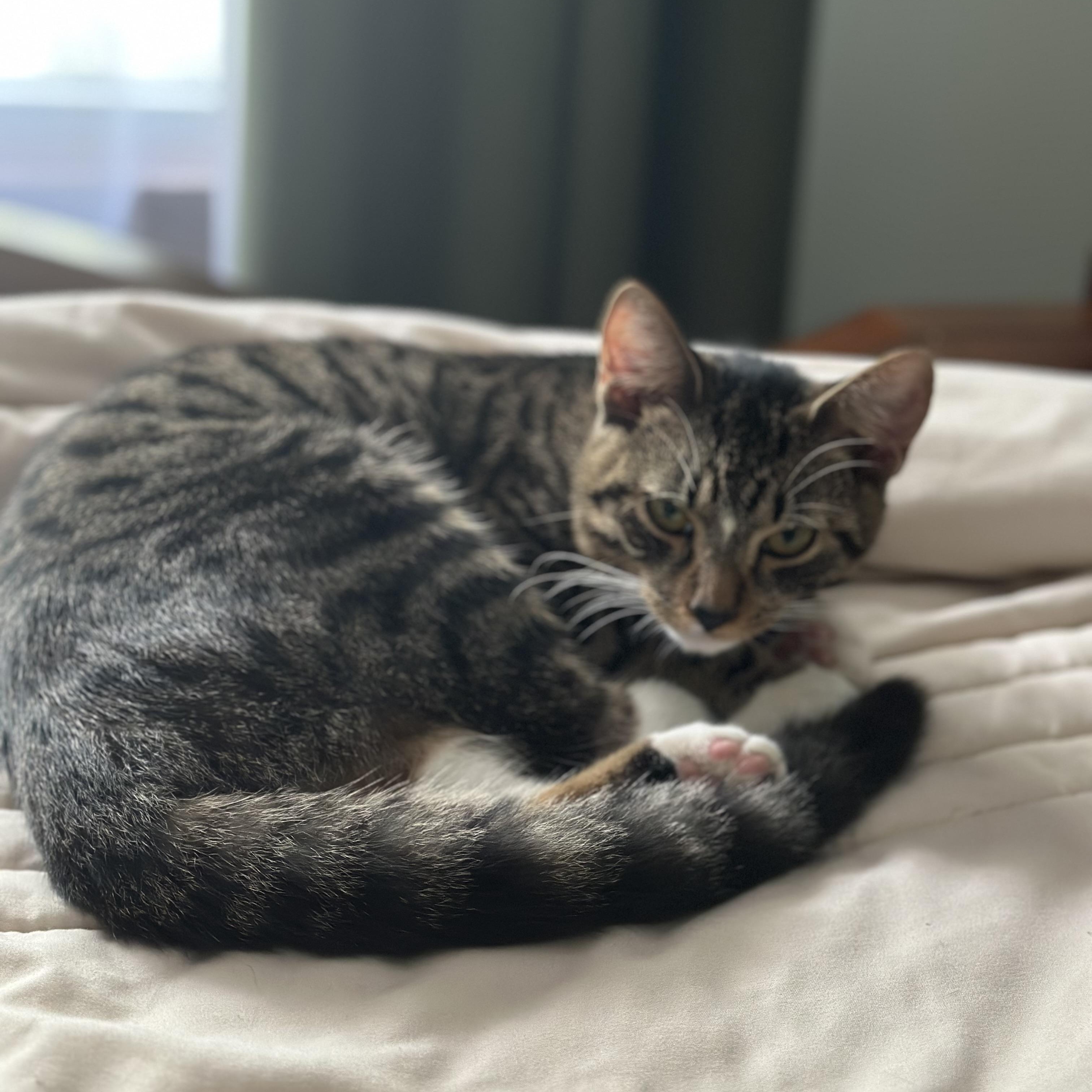 Enlarge Saka, a ADOPTABLE Domestic Short Hair in Clifton, NJ image 4/5