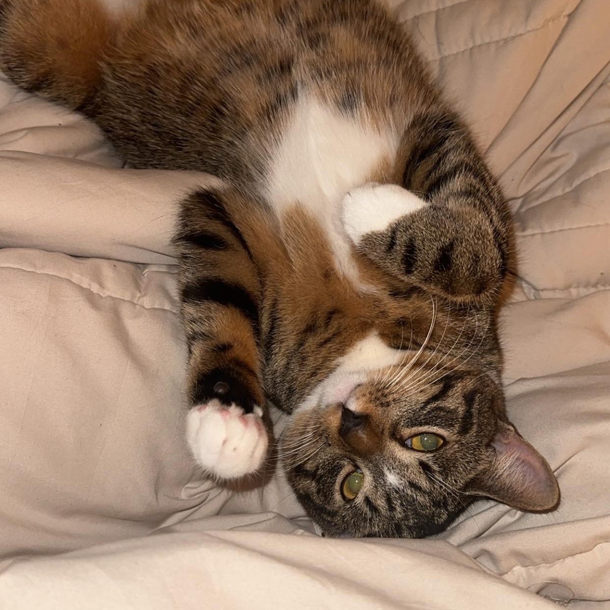 Saka, a ADOPTABLE Domestic Short Hair in Clifton, NJ image 5/5
