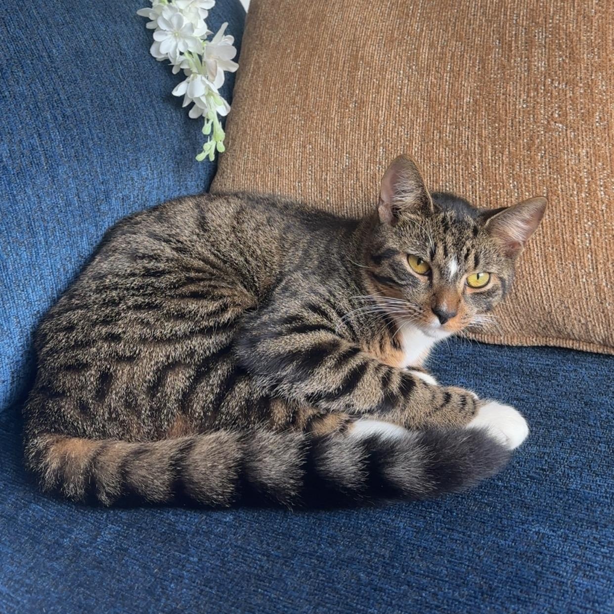 Enlarge Saka, a ADOPTABLE Domestic Short Hair in Clifton, NJ image 3/5