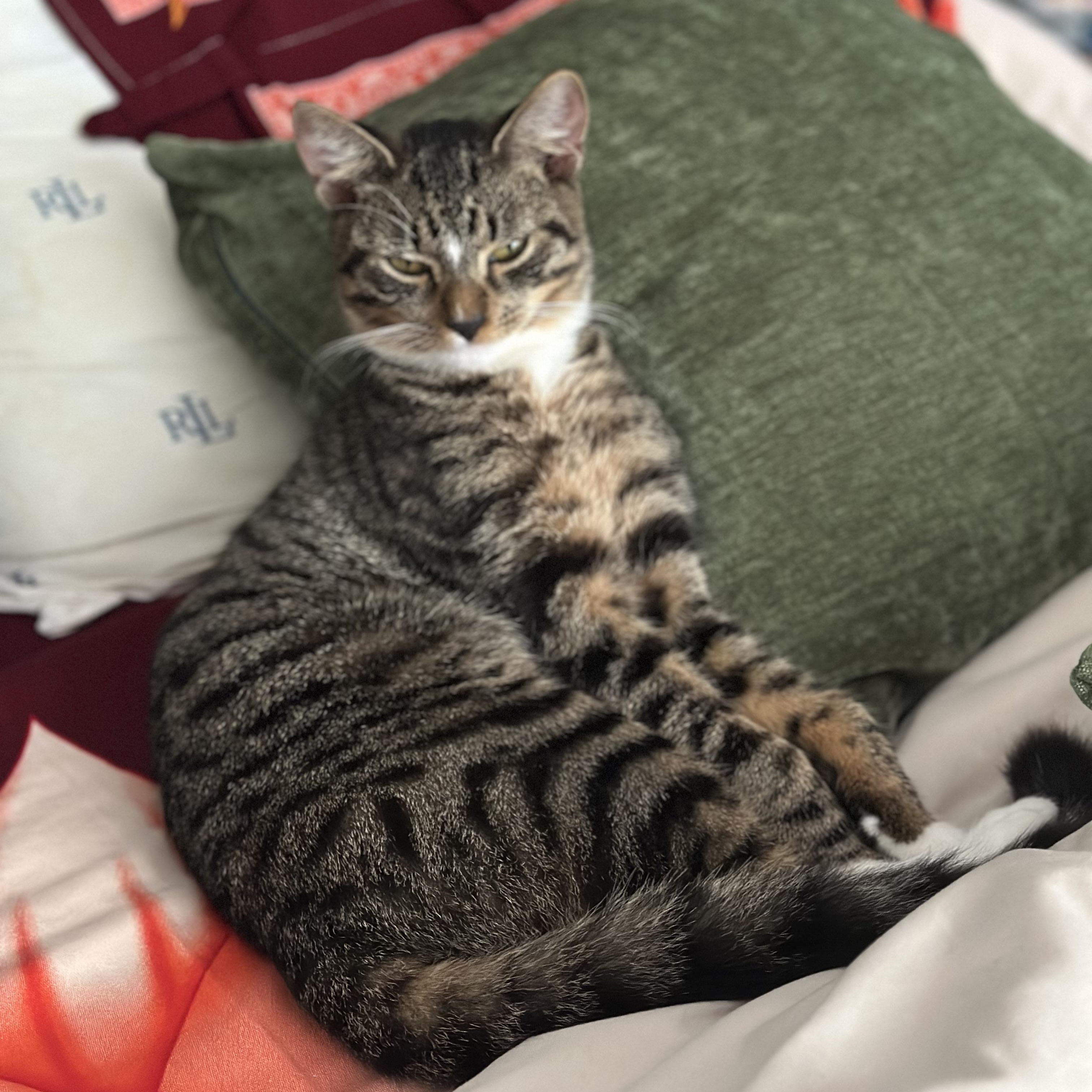 Enlarge Saka, a ADOPTABLE Domestic Short Hair in Clifton, NJ image 2/5