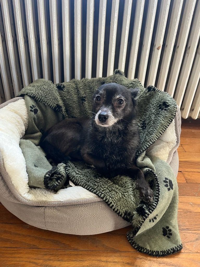 Mr. Magoo, Adopted, Senior Male Chihuahua & Schipperke.